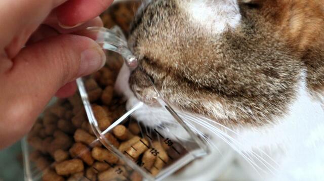 【tower（山崎実業） 密閉袋ごとペットフードストッカー】ちょっと待って、これはカップ