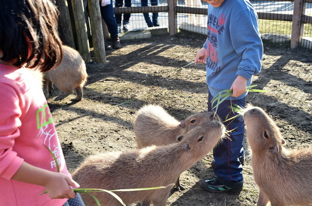 笹が大好物！ なカピバラたち（アロハガーデンたてやま）