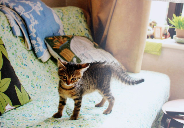 家猫の日常を、飼い主の視点から見た写真（モリチカコ）