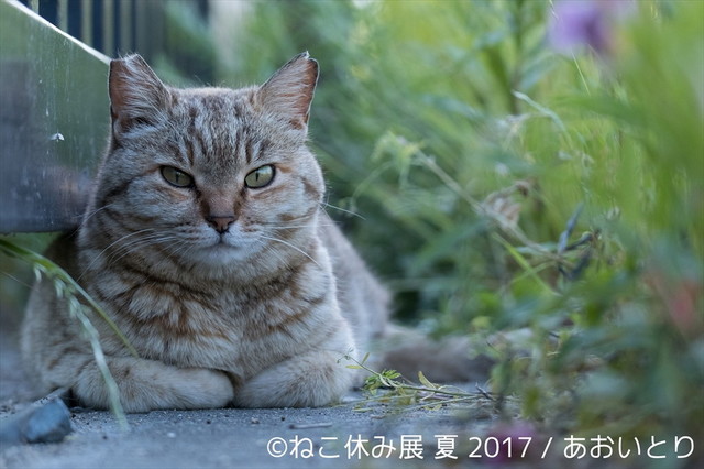 ねこ休み展 夏 2017