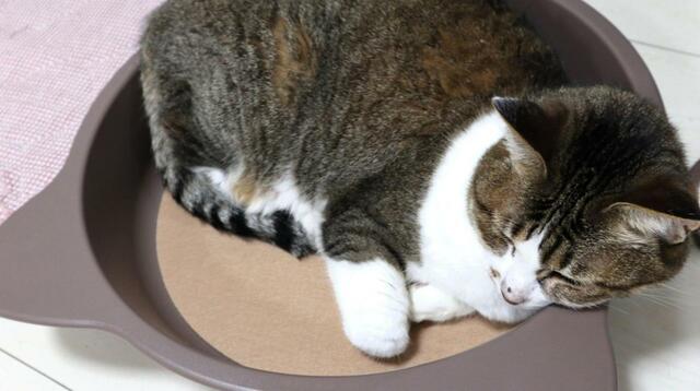 【NYANTA CLUB 遠赤外線ホッとヒーター 猫鍋】猫鍋の魔力に取り憑かれたようです