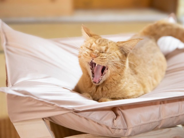 思わずあくびが出ちゃう♪　羽毛は放湿・吸湿性に優れているので睡眠中も快適に過ごせます