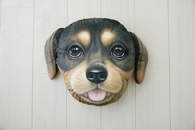 Koira＆Kissa(ダックスフンド)