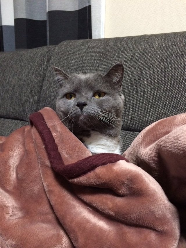 スコティッシュフォールドの女の子、うぶちゃん