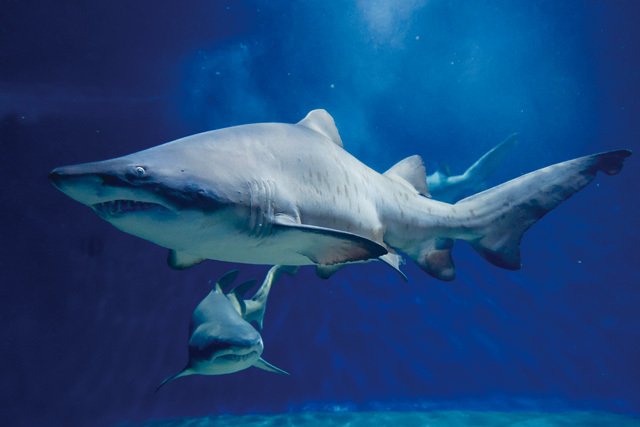 ・ネズミザメ目オオワニザメ科《シロワニ》全世界の温帯・熱帯の海域<br/> [解説] 体は明るい茶色で、おなかは白く褐色の斑点がある。成魚は3m以上になり、鋭い歯があらゆる方向に突き出す獰猛な顔つき。しかし性質はおとなしく、人を襲うことはないとされる。繁殖は、メスの子宮内で卵から胎児が孵化する卵胎生。孵化した胎児が他の卵やきょうだいの死骸を食べ子宮内で共食いを繰り返し、約12カ月後に大きく成長した子供が生まれる。 写真提供：アクアワールド 茨城県大洗水族館