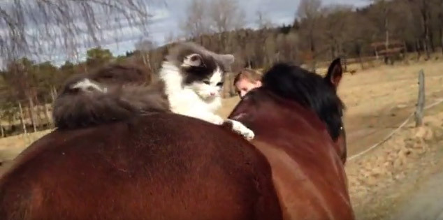 猫 ゴリラ 犬 馬とも仲良し 種族を超えた イイ話 3選 動画 1 3 Mimot ミモット