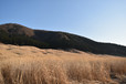 仙石原すすき草原