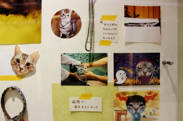 可愛くてキュンキュンする「吉祥寺ねこ祭り」の猫たち