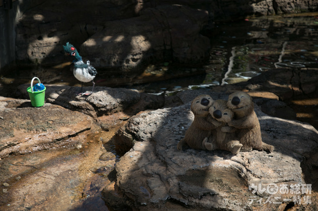 ドリーとベッキー、ラッコ