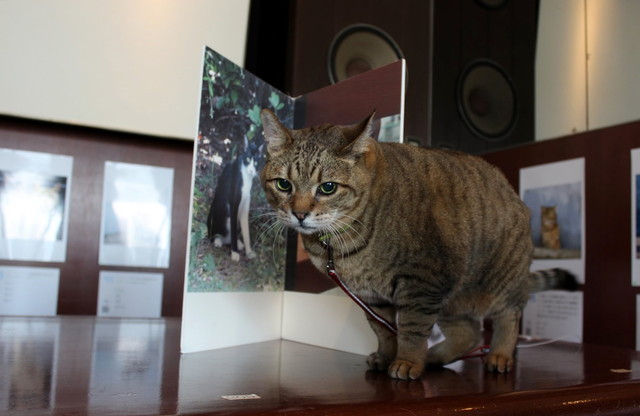 神楽坂のジュエリーショップで、店員にゃんを務めているスター猫の「もんちゃん」がモデルとして登場。