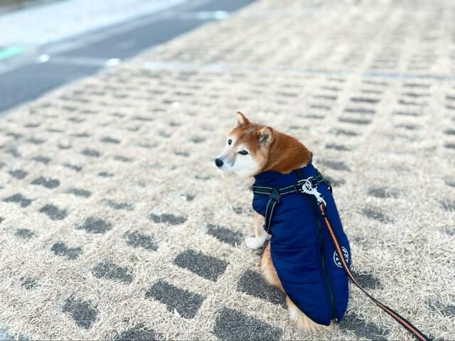 【IGUGHI ふわふわ ダウンベスト風ジャケット 犬用】寒い日の散歩の強い味方になりそうです♪