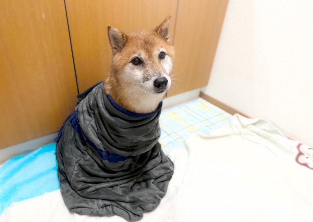 【SHSCLYペット用吸水タオル】くるんでいるだけでも、あっという間に吸水する速乾性に驚き