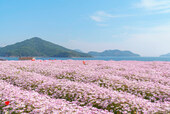 【じゃらん 春の花絶景ランキング】第6位：「フラワーパーク浦島」（香川県）