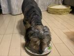 【手作りケーキを食べている愛犬】あっという間に完食！