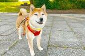 犬の夏散歩の救世主！28℃で凍る犬用クールリング【SUO RING】反応をレポート