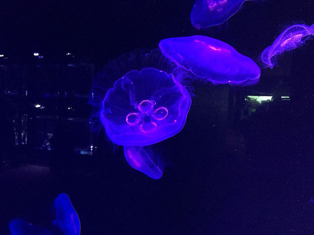 美しい! 「蜷川実花×クラゲ」の超幻想世界