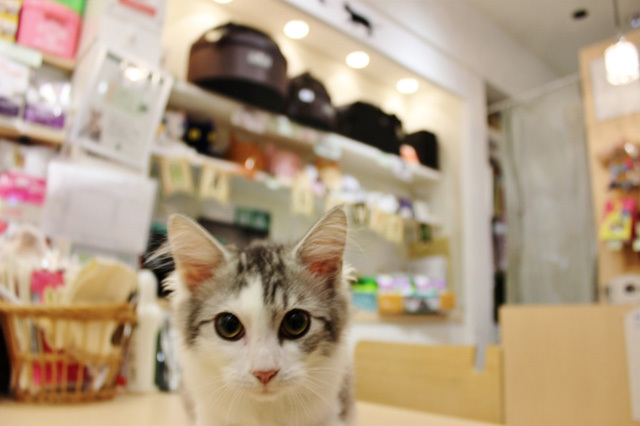 可愛くてキュンキュンする「吉祥寺ねこ祭り」の猫たち