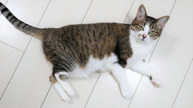 【ワールドライド百貨店 オリジナルペットクッション】脚やしっぽが長いのも、よりリアル