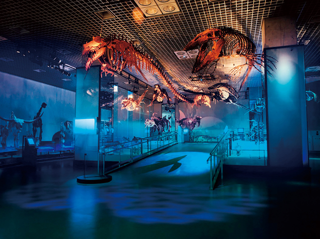 バシロサウルスとティロサウルスの違いを見比べよう｜国立科学博物館