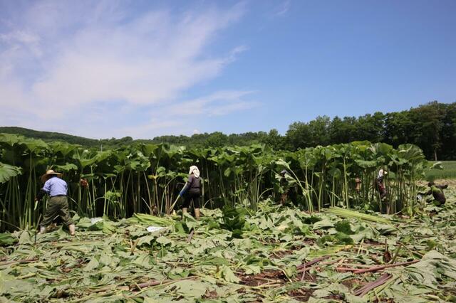 「足寄郡足寄町 足寄町農業協同組合（ラワンぶき）」＜期間：2025年10月1日～12月19日＞【東京ドームホテルに「海鮮パフェ」や「紅ズワイ蟹」「メロン」など、北海道の魅力溢れるメニューが勢揃い！『北海道グルメブッフェ 2025』開催！】