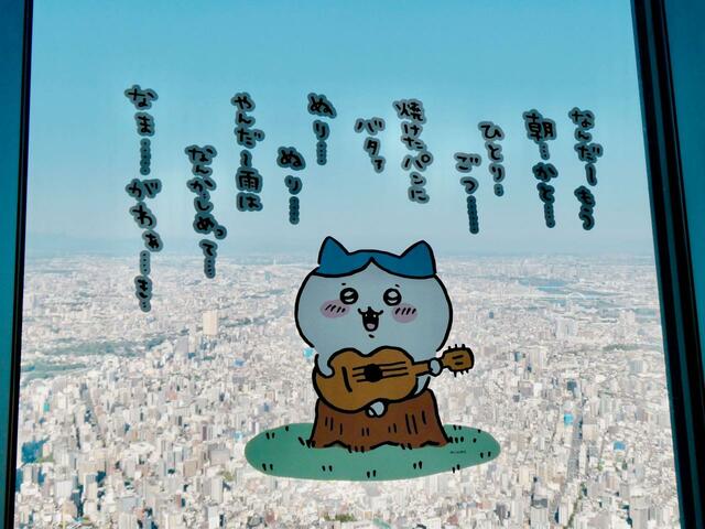 「空の上の記念撮影」近くには、カメラつながりなのかハチワレがいっぱい！