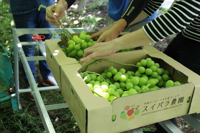 「シャインマスカット」<2023年9⽉6⽇(水)〜なくなり次第終了>【シャインマスカット&メロン食べ放題】