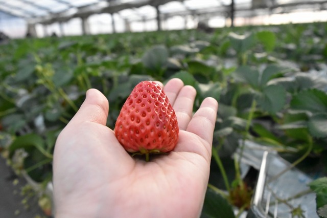 大きくてあまーい！！