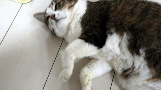 【スープストックトーキョー 猫のためのスープ 】最後に「コロン」して顔を見せてくれた 