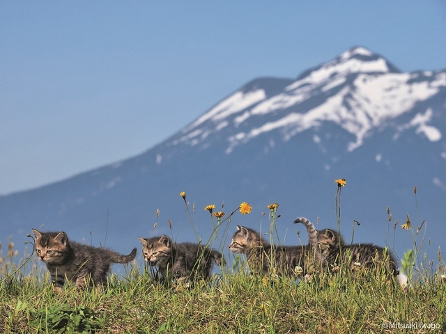 岩合光昭写真展「ふるさとのねこ」渋谷ヒカリエ