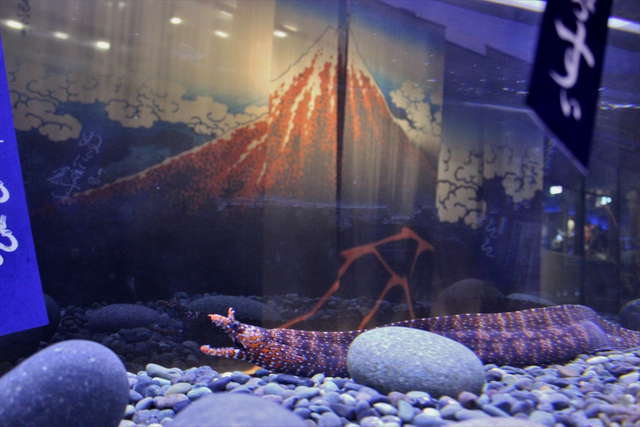 ぬるぬる＆にょろにょろな不思議ないきものたち／トラウツボ