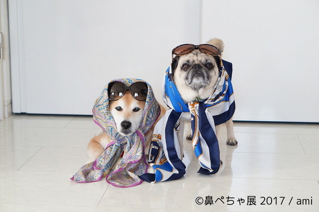 鼻ぺちゃ展 2017