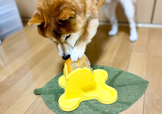 【ドギーマン わんこのでるでる自飯器】「ここに入ってるのにとれないワン」と悩む愛犬