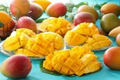 毎年大人気のマンゴー<⼤⼈3,200円~ / ⼩⼈1,800円~>【スイーツパラダイス「山形県産さくらんぼが新登場!鉾田市産メロン&マンゴー食べ放題」】