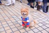 コスプレ犬にメロメロ…！「池袋ハロウィン2016」コスプレ写真まとめvol.5／すーぱーふみな、ポケモンほか