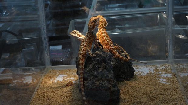 「東京レプタイルズワールド2014」に集まった動物たち