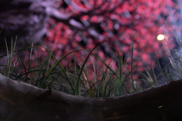 PIXARのひみつ展 いのちを生みだすサイエンス