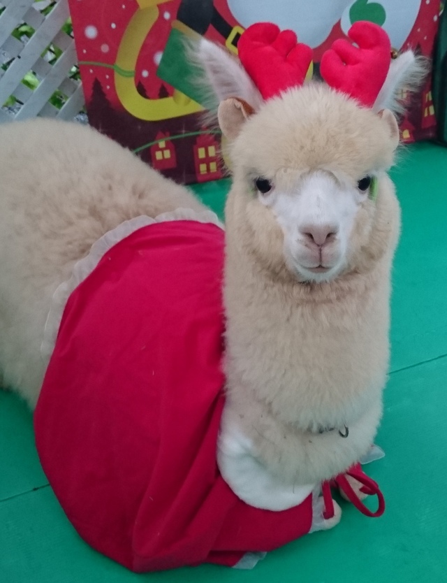 クリスマス動物園