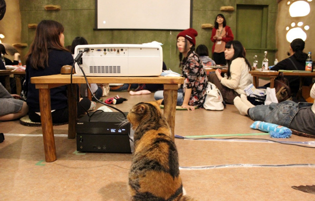 可愛くてキュンキュンする「吉祥寺ねこ祭り」の猫たち