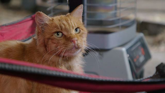 『劇場版 岩合光昭の世界ネコ歩き あるがままに、水と大地のネコ家族』