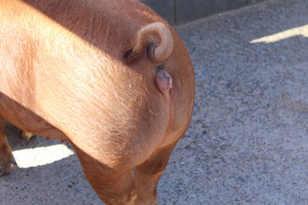 豚の尻。