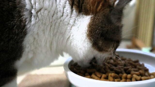 【tower（山崎実業） 密閉袋ごとペットフードストッカー】入れたてのカリカリが好き