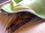 ネコグラファー®︎ 前田悟志さん家のonちゃん／お気に入りの毛布でぬくぬく～