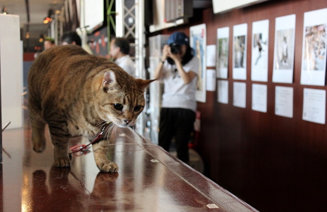 猫フェス