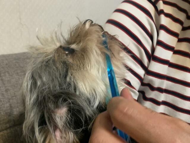 【いぬのきもち7月号 ネックが曲がる歯ブラシ＆指サック】犬に使ってみるとなかなか最初は慣れるのが難しいみたい