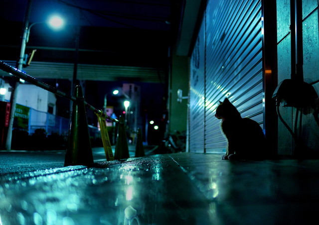 東京の生きる猫たち。何気ない風景の中に猫たちがいる。（東京猫色）　画像提供：ねこログ展