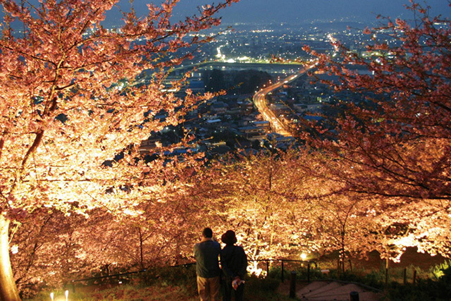 まつだ桜まつり（神奈川／松田）　間近でカワヅザクラが見られる穴場スポット。防寒対策を忘れずに