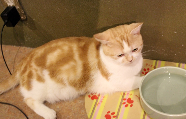 可愛くてキュンキュンする「吉祥寺ねこ祭り」の猫たち