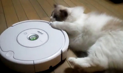 猫 便利な乗り物 それとも敵 猫とルンバ ほのぼのエピソード3選 動画 1 2 Mimot ミモット