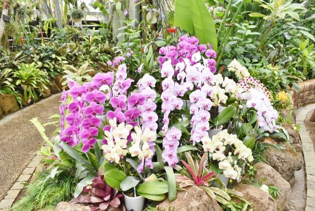 【small planet CAMP & GRILL】美しい胡蝶蘭も咲いています