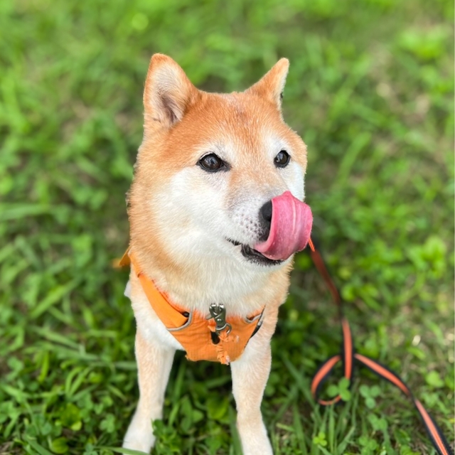 【ペティオごほうびプチアイスバニラ風味スティックタイプ】ペロリとたいらげて大満足です